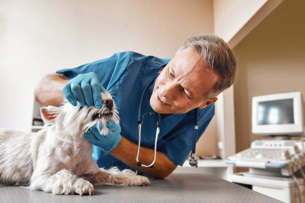 Best Emergency Dentist for Knocked-Out Tooth in Ahwahnee, CA